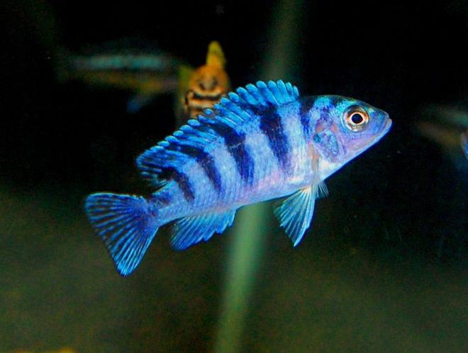 freshwater fish - metriaclima lombardoi - kenyi cichlid stocking in 20 gallons tank - Female Kenyi