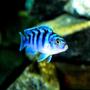 freshwater fish - metriaclima lombardoi - kenyi cichlid stocking in 20 gallons tank - Female Kenyi
