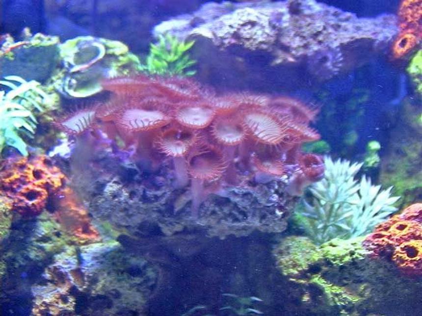 Rated #85: Corals Inverts - Palythoa Sp. - Vivid Sunrise Palys Stocking In 36 Gallons Tank - Large Zoo Rock