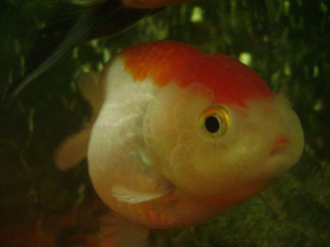 freshwater fish - carassius auratus - red cap oranda goldfish stocking in 30 gallons tank - my ranCHu