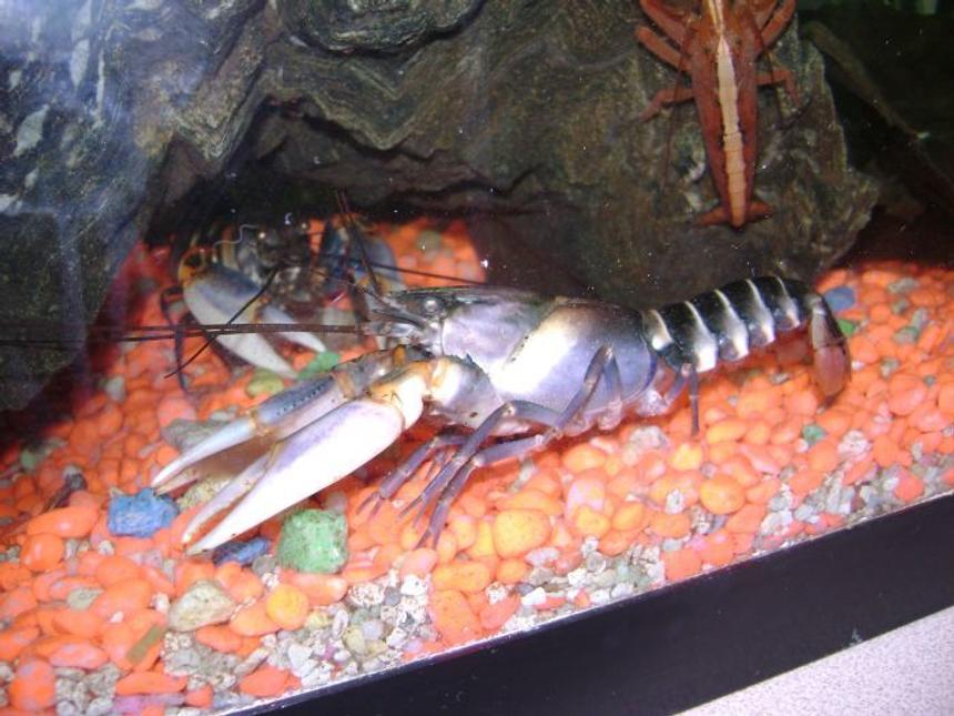 Rated #452: Corals Inverts - Cherax Sp. - Tiger Lobster Stocking In 30 Gallons Tank - my blue tiger lobster