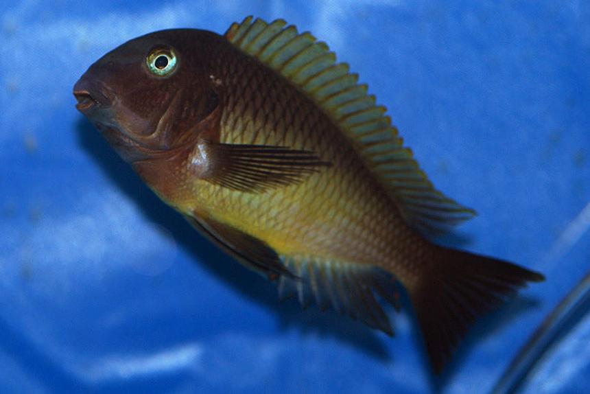 Rated #1302: Freshwater Fish - Tropheus Nkonde Stocking In 125 Gallons Tank - Tropheus Nkonde...they are complete camera hogs.