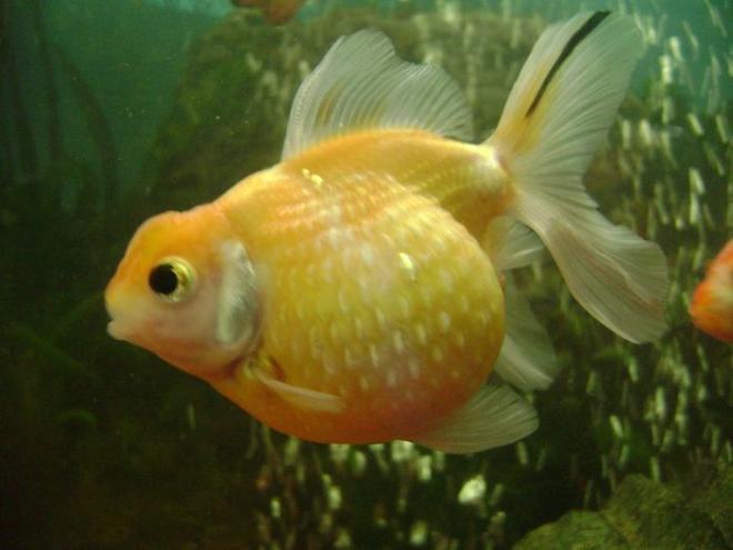 freshwater fish - carassius auratus - crown pearlscale goldfish stocking in 30 gallons tank - pearl scale goldfish