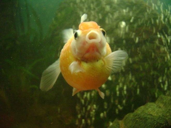 freshwater fish - carassius auratus - crown pearlscale goldfish stocking in 30 gallons tank - pearl scale goldfish 2
