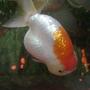 freshwater fish - carassius auratus - ranchu stocking in 30 gallons tank - ranchu 3