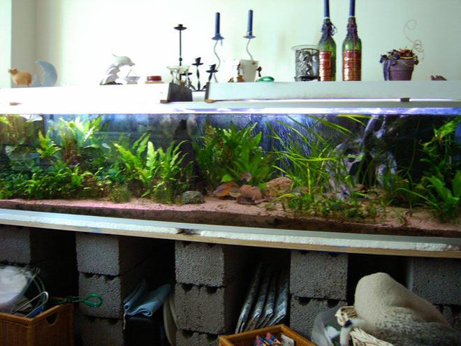 166 gallons planted tank (mostly live plants and fish) - 630L, all plants are real