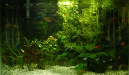 20 gallons planted tank (mostly live plants and fish) - 20 Gallon tank  (IF YOU HAVE A SALTWATER TANK YOUR TANK PROBABLY LOOKS BETTER THAN MINE)