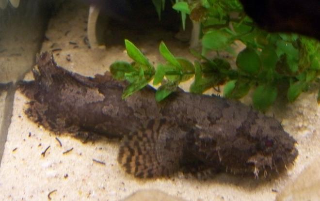 freshwater fish - toadfish stocking in 29 gallons tank - My Freshwater Toadfish(Oscar) waiting to be fed(RIP).