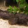 freshwater fish - toadfish stocking in 29 gallons tank - My Freshwater Toadfish(Oscar) waiting to be fed(RIP).