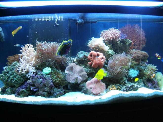72 gallons reef tank (mostly live coral and fish) - New pic of tank....see previous description