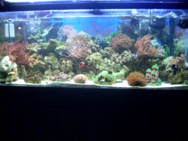 55 gallons reef tank (mostly live coral and fish) - Reef Tank
