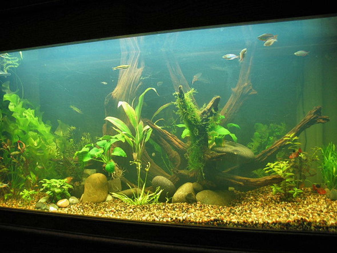 55 gallons planted tank (mostly live plants and fish) - 55gal DAS plant tank.
