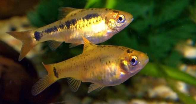 freshwater fish - puntius sachsii - gold barb stocking in 47 gallons tank - golden barbs