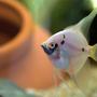 freshwater fish - pterophyllum sp. - white blushing angel stocking in 47 gallons tank - juve angels