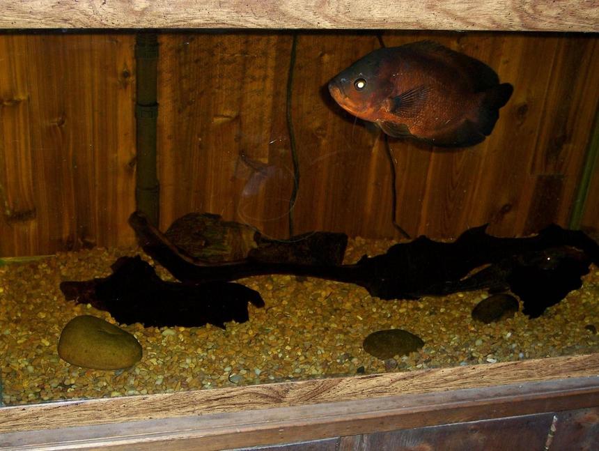 Rated #2090: Freshwater Fish - Astronotus Ocellatus - Red Oscar Stocking In 30 Gallons Tank - my red oscar, hitler.