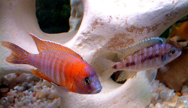 freshwater fish - aulonocara rubescens - ruby red peacock stocking in 55 gallons tank - Pairing Off - Red Peacock