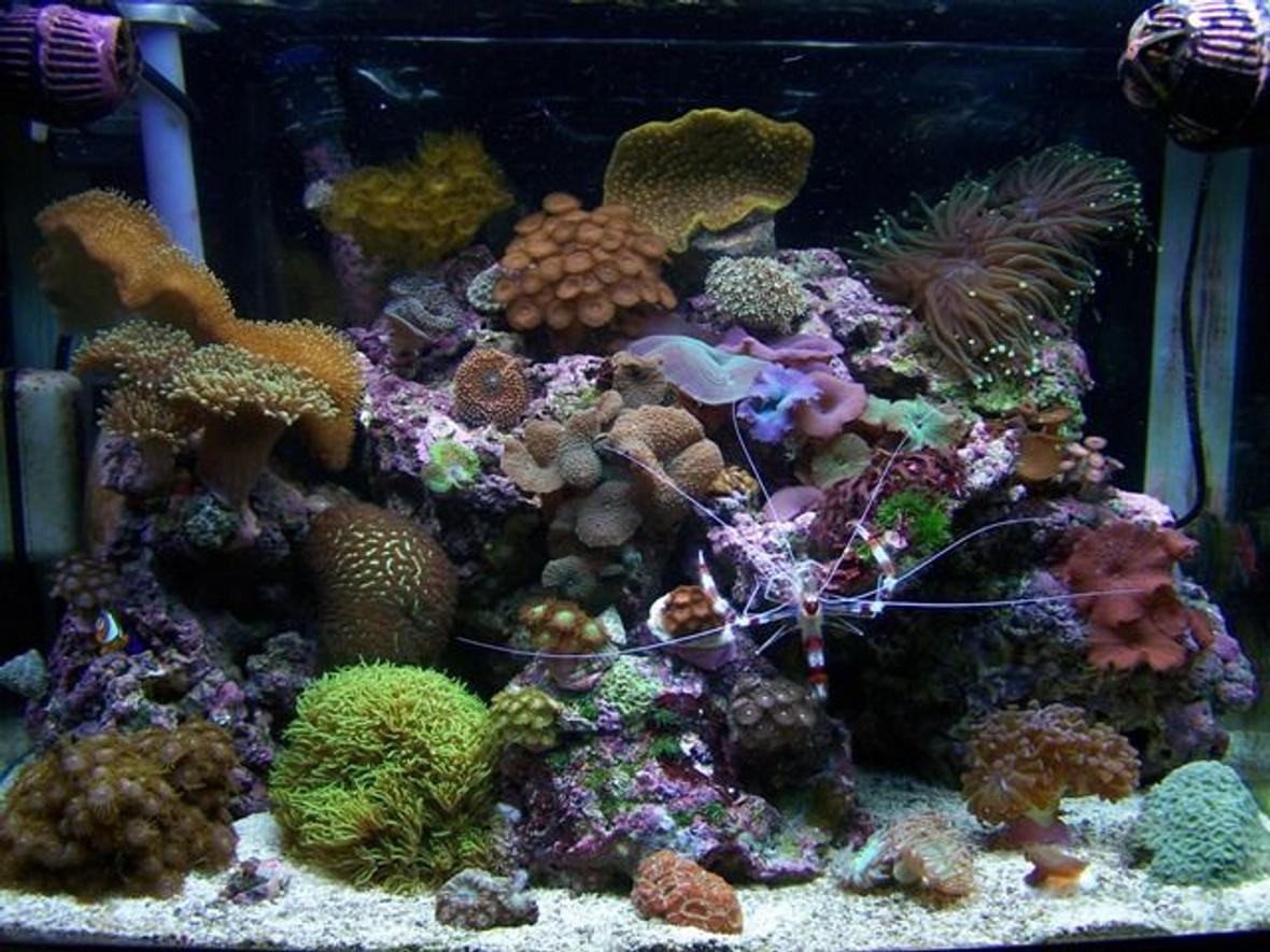 28 gallons reef tank (mostly live coral and fish) - My reef tank