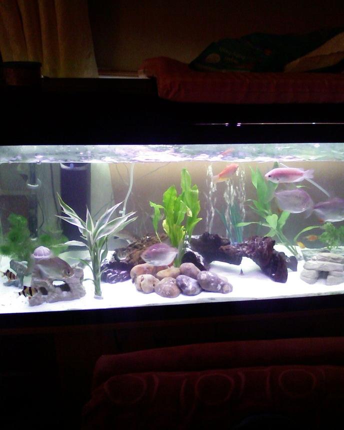 55 gallons freshwater fish tank (mostly fish and non-living decorations) - this is my pride and joy