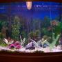 46 gallons freshwater fish tank (mostly fish and non-living decorations) - this my 46 gallon front curvde tank.i have mostly all tropical fish,neon tetras,zebra danios,angel fish,chinese sucker fish,and a big O black sucker fish.im just starting on live plants.a few just added to my tank.