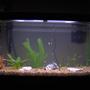 fish tank picture - My 38 Gallon Fish Tank, 6 Tiger Barbs, 2 Green Tiger Barbs, One White Cloud Minnow, and a Gold Chinese Algae Eater. I'm using a Marineland C-Series Multi Stage Canister Filter C-220, the best fiter out there. I personaly think this filter is better then the Eheim, because it allows no bypass, it forces the water through the filter media trays and not around them, all the other canisters allow 40% to 60%