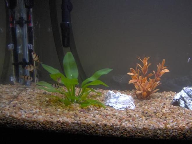 freshwater fish - puntius tetrazona - tiger barb stocking in 38 gallons tank - My 38 Gallon Fish Tank, 6 Tiger Barbs, 2 Green Tiger Barbs, One White Cloud Minnow, and a Gold Chinese Algae Eater. I'm using a Marineland C-Series Multi Stage Canister Filter C-220, the best fiter out there. I personaly think this filter is better then the Eheim, because it allows no bypass, it forces the water through the filter media trays and not around them, all the other canisters allow 40% to 60%