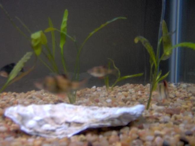 freshwater fish - puntius tetrazona - tiger barb stocking in 38 gallons tank - My 38 Gallon Fish Tank, 6 Tiger Barbs, 2 Green Tiger Barbs, One White Cloud Minnow, and a Gold Chinese Algae Eater. I'm using a Marineland C-Series Multi Stage Canister Filter C-220, the best fiter out there. I personaly think this filter is better then the Eheim, because it allows no bypass, it forces the water through the filter media trays and not around them, all the other canisters allow 40% to 60%