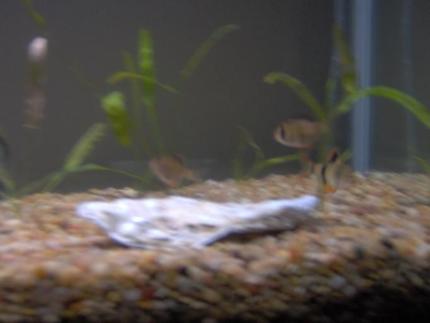 freshwater fish - puntius tetrazona - tiger barb stocking in 38 gallons tank - My 38 Gallon Fish Tank, 6 Tiger Barbs, 2 Green Tiger Barbs, One White Cloud Minnow, and a Gold Chinese Algae Eater. I'm using a Marineland C-Series Multi Stage Canister Filter C-220, the best fiter out there. I personaly think this filter is better then the Eheim, because it allows no bypass, it forces the water through the filter media trays and not around them, all the other canisters allow 40% to 60%