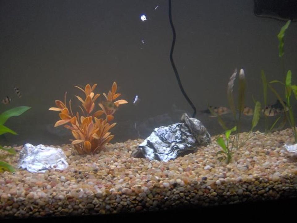 freshwater fish - puntius tetrazona - tiger barb stocking in 38 gallons tank - My 38 Gallon Fish Tank, 6 Tiger Barbs, 2 Green Tiger Barbs, One White Cloud Minnow, and a Gold Chinese Algae Eater. I'm using a Marineland C-Series Multi Stage Canister Filter C-220, the best fiter out there. I personaly think this filter is better then the Eheim, because it allows no bypass, it forces the water through the filter media trays and not around them, all the other canisters allow 40% to 60%