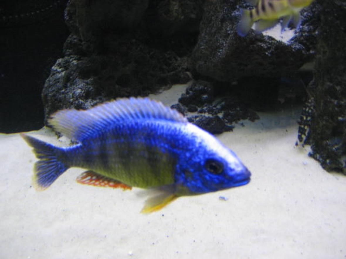 freshwater fish - protomelas steveni - taiwan reef stocking in 225 gallons tank - Taiwan reef