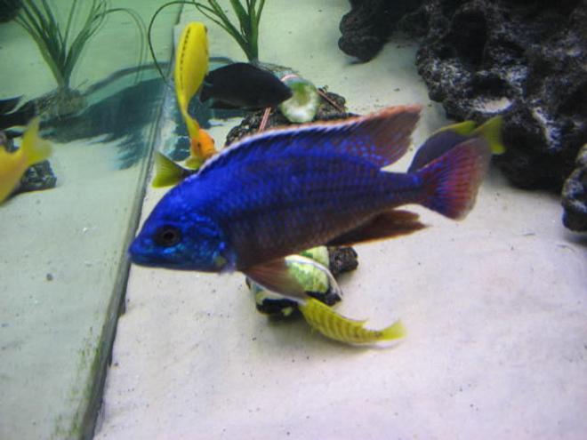 freshwater fish - protomelas taeniolatus - red empress stocking in 225 gallons tank - Red empress