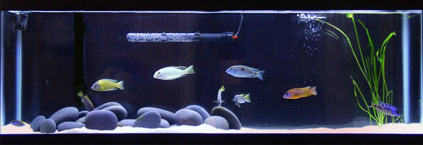 Rated #1414: 40 Gallons Freshwater Fish Tank - All-Glass 40 Long (48 x 12 x 17); Rena Filstar XP2 and AquaClear 50; Marineland Visi-Therm Stealth 200W; Coralife T-5 Aqualight Double Strip (10,000 K / 460nm Actinic); Mystic White II Pool Filter Sand; Mexican Beach Pebbles; Black Background