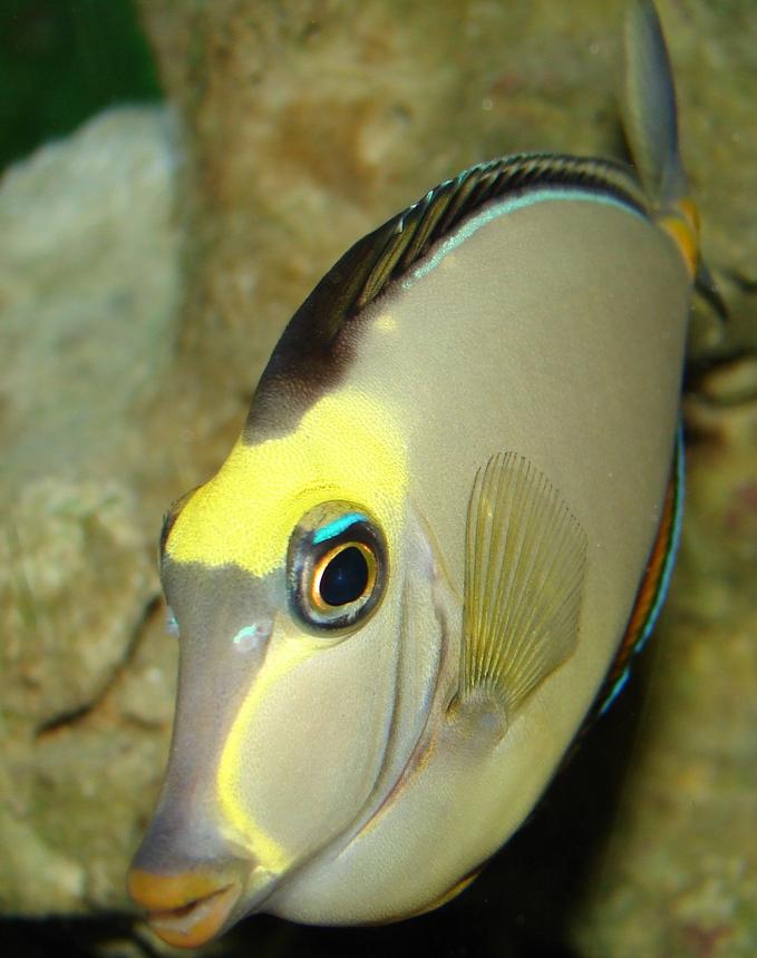 saltwater fish - naso lituratus - naso tang stocking in 29 gallons tank - naso