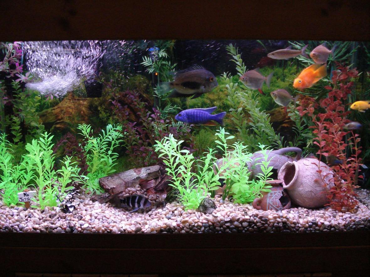 90 gallons freshwater fish tank (mostly fish and non-living decorations) - Here's a close up of the tank.