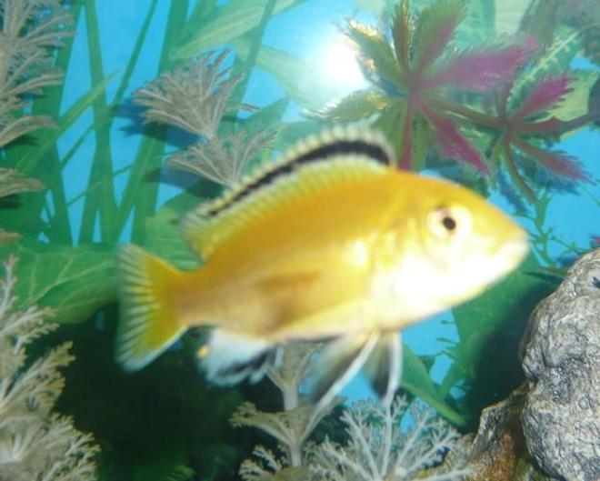 freshwater fish - labidochromis caeruleus - electric yellow cichlid stocking in 75 gallons tank - Yellow lab....