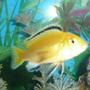 freshwater fish - labidochromis caeruleus - electric yellow cichlid stocking in 75 gallons tank - Yellow lab....