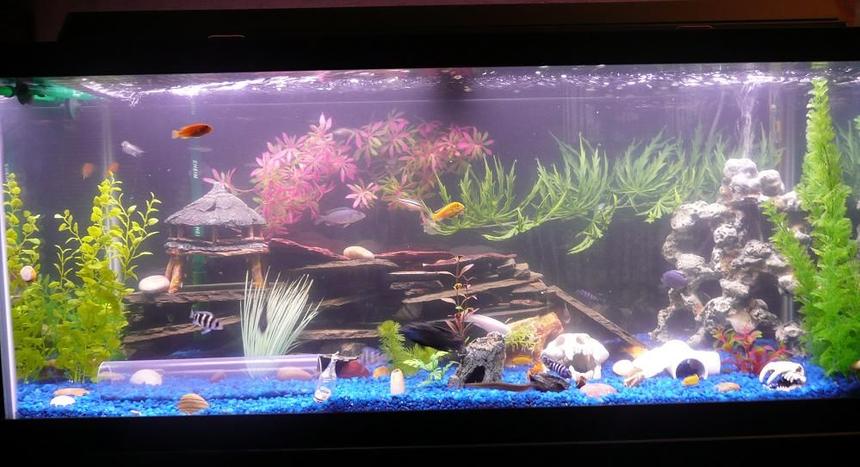 Rated #2243: 75 Gallons Freshwater Fish Tank - My new 75 GALLON BEAUTY!!!
