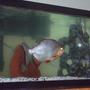 freshwater fish - piaractus brachypomum - red belly pacu stocking in 40 gallons tank - This is Paco, my female red bellied pacu, carrying on her nightly laps in the tank. This picture makes her look small, but she's about 10-11 inches long. (Forgive the cloudiness, we're trying to resolve that at the moment)