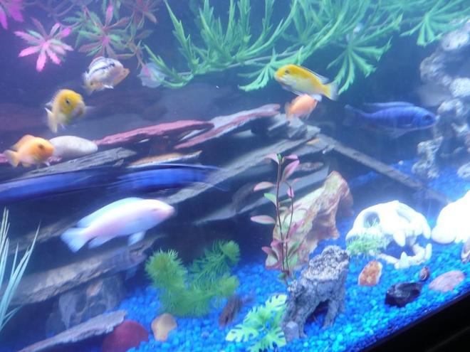 freshwater fish - albino socolofi - pseudotropheus socolofi (albino) stocking in 75 gallons tank - Group...