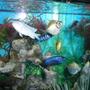 freshwater fish - metynnis argenteus - silver dollar stocking in 75 gallons tank - Group.....