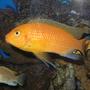 fish tank picture - cichlid