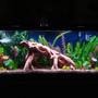 fish tank picture - My new 55 gallon tank with artificial plants and driftwood full view. Please see the additional pictures for close ups of the features of this tank.