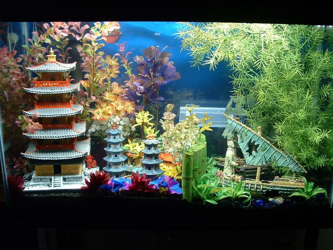 7 gallons freshwater fish tank (mostly fish and non-living decorations) - my 29 gal. tank