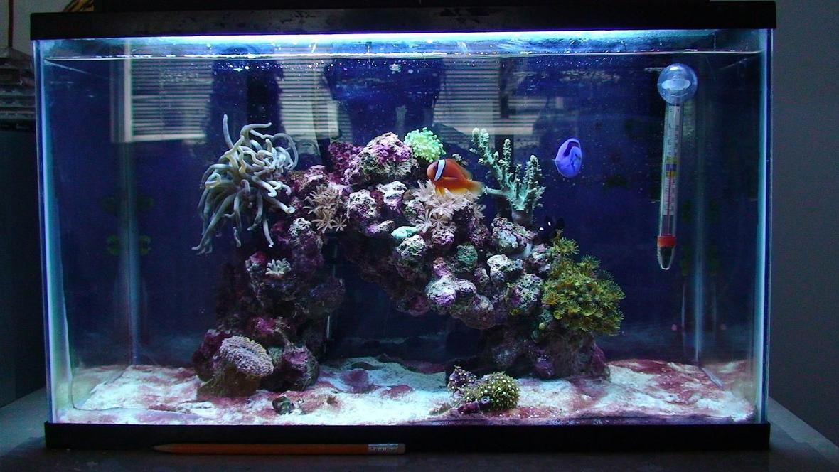 10 gallons reef tank (mostly live coral and fish) - This is my 10 gallon reef tank, see my profile for more details. I spent $100 Canadian for the entire set up. The lady couldn't get rid of the cyanobacteria, so I bought the tank. I am currently working on getting rid of the cyano bacteria.