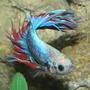 freshwater fish - betta splendens - crown tail betta stocking in 29 gallons tank - Crown Beta Blue/Red