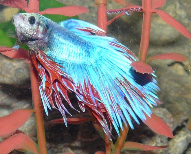 freshwater fish - betta splendens - crown tail betta stocking in 29 gallons tank - Crown Fin