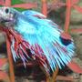 freshwater fish - betta splendens - crown tail betta stocking in 29 gallons tank - Crown Fin