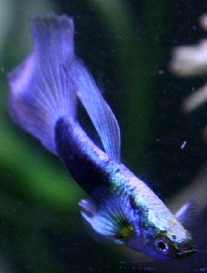 freshwater fish - poecilia reticulata - guppy stocking in 37 gallons tank - guppy