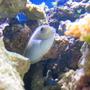 saltwater fish - naso vlamingii - vlamingii tang stocking in 125 gallons tank - my vlamingi tang
