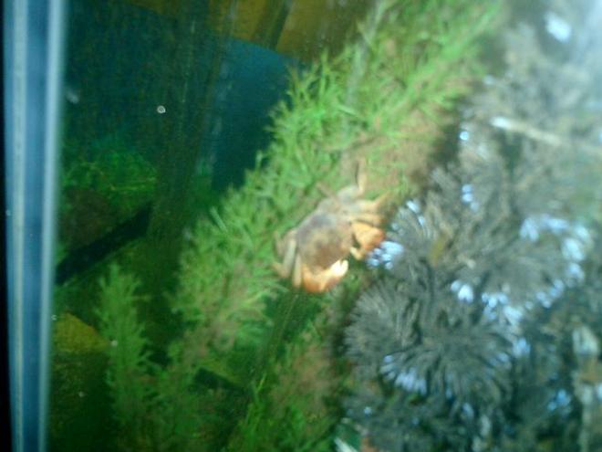 corals inverts - neopetrolisthes ohshimai - porcelain anemone crab stocking in 125 gallons tank - MY RED CLAWED CRAB