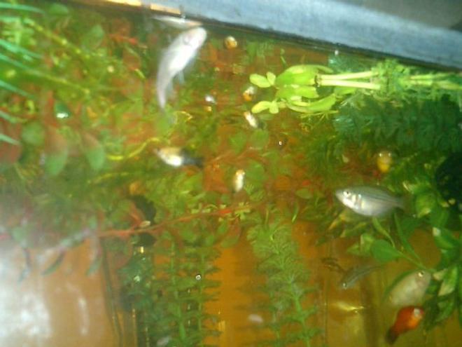 freshwater fish stocking in 125 gallons tank - SOME OF MY FISHIES. CAN YOU TELL WHO IS WHO ?